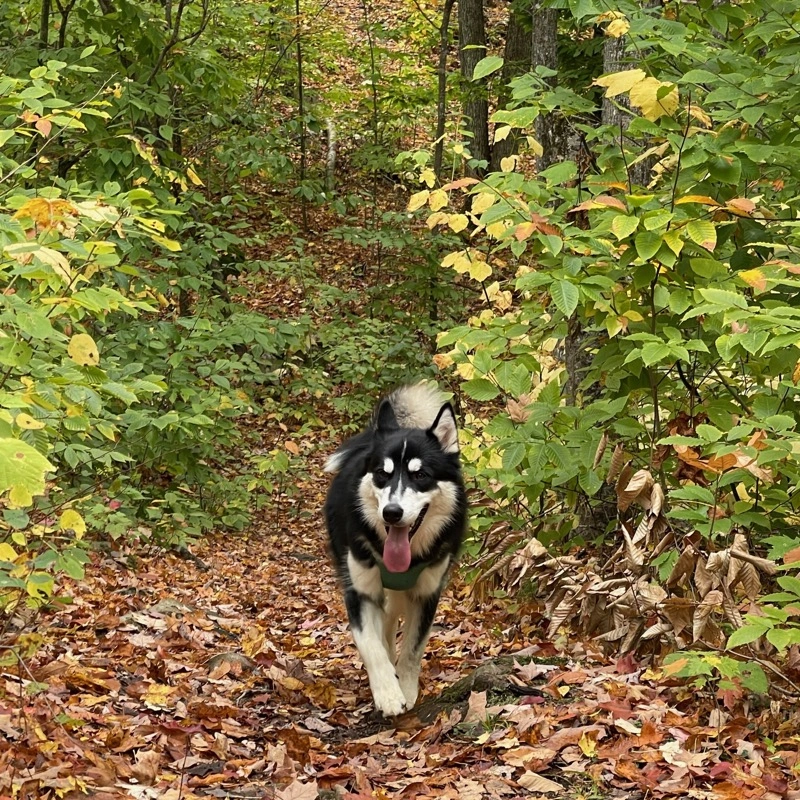 A husky running through fall forest